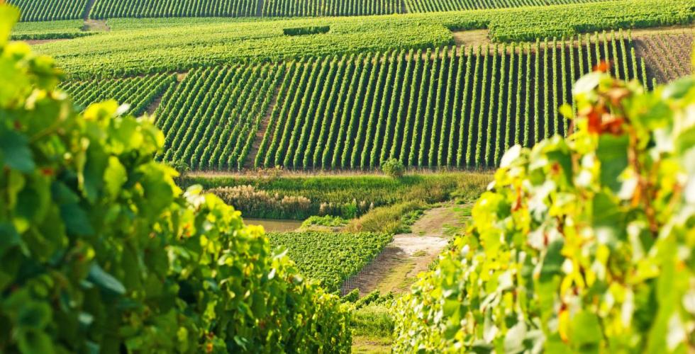 Vinsmaking og guidede besøk på vingårder på Kanariøyene er et nytt konsept fra TUI.